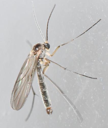 Gnoristinae